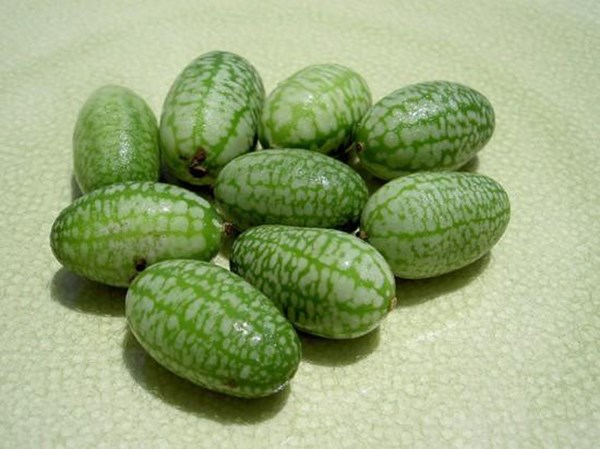 Ngắm[-]dưa[-]hấu[-]tí[-]hon[-]khiến[-]phụ[-]nữ[-]Việt[-]“phát[-]sốt”[-]